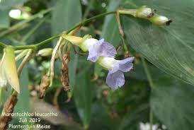 Image result for Sarcophrynium brachystachyum