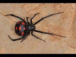 However female black widow spiders can attack humans. Black Widow Sale In Punjab Black Widow Spider Youtube