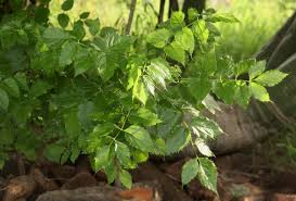 Image result for Steganotaenia