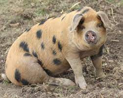 The oxford sandy and black is a hardy, docile pig suited to being rea. Oxford Sandy And Black Pig Oxford Sandy And Black Barnyard Animals Oxford Sandy And Black Pig