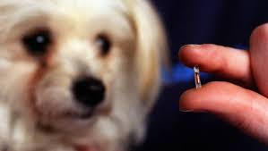 If your microchip is registered with one of the many registration companies make sure your details are correct and up to date if you do purchase, adopt or get an animal from anyone make sure you check the microchip status before taking the animal, the. Central Coast Council To Host A Free Microchipping Day At Charmhaven On February 16 Newcastle Herald Newcastle Nsw