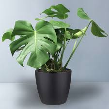 Monstera Deliciosa In 2020 Monstera Deliciosa Plants Low Light House Plants