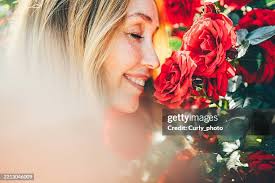 8,212 Light Rose Garden Stock Photos, High-Res Pictures, and Images