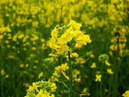 Yellow star thistle is an invasive weed that grows from 30 to 90 cm (12 to 36 inches) tall. Those Yellow Flowers Dotting Fields Are Weeds Farmers Aren T Fond Of Them News Indiana Public Media