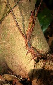 Image result for Lomariopsis warneckei