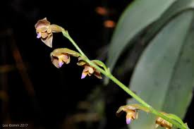 Image result for Polystachya greatrexii