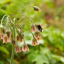 Image result for Nectaropetalum