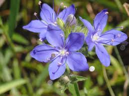 Image result for Orthochilus subulatus