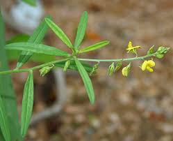 Image result for Polygala melilotoides