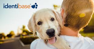 Petlink's lifetime microchip registration will never require any annual fee, renewal fee or update fee when done with your online account. Welcome To Identibase Identibase Co Uk