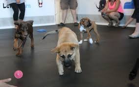 For a younger pup one of the things i've discovered in my puppy classes is that many people assume socialization is. Puppy Socialization Class By Airdrie Puppy Pals In Airdrie Ab Alignable