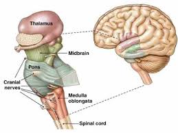 Image result for Turbina oblongata
