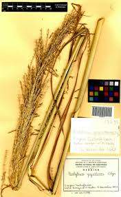 Image result for Urelytrum