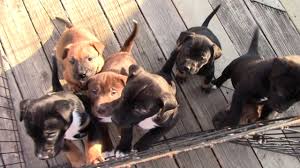 Why buy a shar pei puppy for sale if you can adopt and save a life? Rescue Pups Shar Pei Hound Lab Mix Avail Dec 31 Youtube