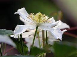 We did not find results for: Clematis Grandiflora Clematis Montana Grandiflora Baumschule Horstmann