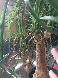 In summer, water ponytail palm deeply but infrequently, allowing the plant to dry out before watering again. Ponytail Plant 457108 Ask Extension