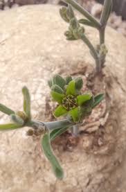 Image result for Raphionacme globosa