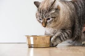 How long can a cat go without food? How Long Can A Cat Go Without Food The Food Facts You Need To Care For Your Cat Traveling With Your Cat