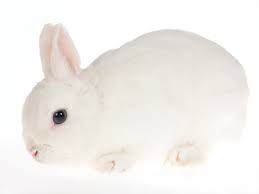It is important that a prospective buyer learns all they can about the animal. Netherland Dwarf Rabbits Lovetoknow