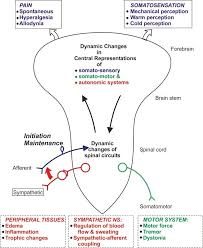 Pin On Neurology Module