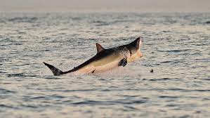 Near rottenest island perth australia. Great White Behind Shark Attack That Killed Perth Diver Peter Kurmann Experts Say The World From Prx