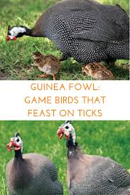 (slang, usually, mildly, derogatory) a foolish or inept person. Pin On Turkeys Quails Guineas Oh My
