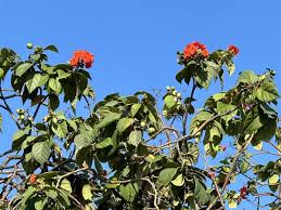 Image result for Geigeria africana