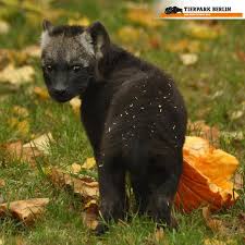 Pin On Awwww Animals