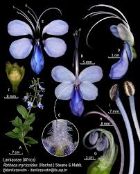 Image result for Rotheca myricoides
