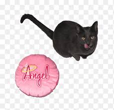 My own artwork tucked inside, of a sweet tuxedo kitty asking you to meet at the rainbow bridge. Angel Cat Png Images Pngegg
