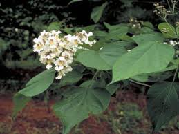Image result for Catalpa