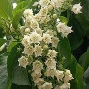 Bunga cherry belle tanaman hias gantung dan merambat: Jual Benih Bibit Tanaman Merambat Terbaru Bibit Online