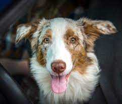 Maybe you would like to learn more about one of these? Summit Dog Rescue Home