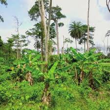 Soudain, je (entendre) un cri. Pdf Changements D Occupation Et D Usage Des Terres Entre 2016 Et 2019 Dans Le Sud Est De La Cote D Ivoire Impact Des Cultures De Rente Sur La Foret