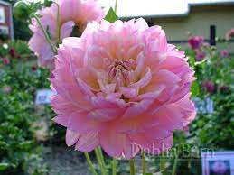 Rosemary Webb Dahlia Dahlia Flowers Herbaceous Perennials