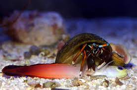 Aquarium Invertebrates Crabs In The Marine Aquarium