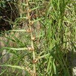 Image result for Cenchrus clandestinus