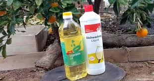 If you want a natural way to deal with insects in your garden, you have to try this recipe! White Oil Insecticide What Is This Homemade Organic Pesticide