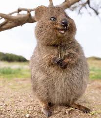 A Quokka The Most Epic Animal Https Ift Tt 2lc9lju Cute Animals Animals Beautiful Happy Animals
