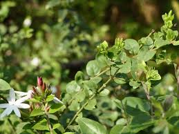 Image result for Jasminum multiflorum