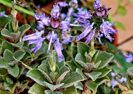 Image result for Coleus caninus