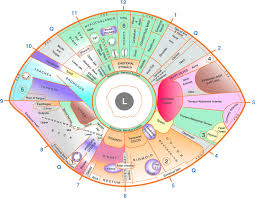 Eye Reflexology Chart 10 Pcs Free Downlaod Iriscope