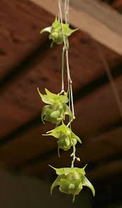 Image result for Aeranthes