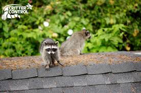 Critter & pest defense gave us the best estimate & came quickly to set traps and remove rats…he located where the in case anyone wants to use critter and pest defense… i've done business with them for years and have literally seen them tackle rats, racoons. Le8egnhm9f Zm
