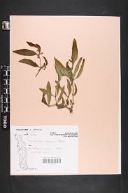 Image result for Ceropegia togoensis
