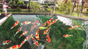 Sekali pun ukurannya kecil, tapi tetap terlihat menarik. Filter Kolam Koi Minimalis Outdoor 4 Chamber By Jeje Yeny