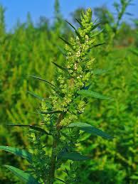 Image result for Dysphania procera