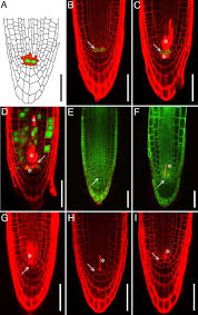 Maybe you would like to learn more about one of these? Hypersensitivity To Dna Damage In Plant Stem Cell Niches Pnas