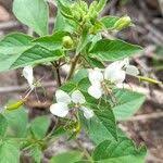 Image result for Cleome aculeata