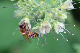 We did not find results for: Honey Bee Forage Pacific Waterleaf Honey Bee Suite